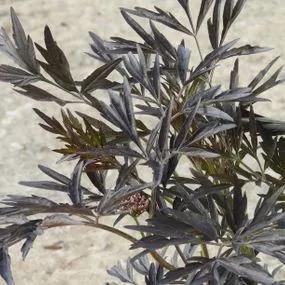 Black Lace Elder Plants (Sambucus nigra Black Lace) 2